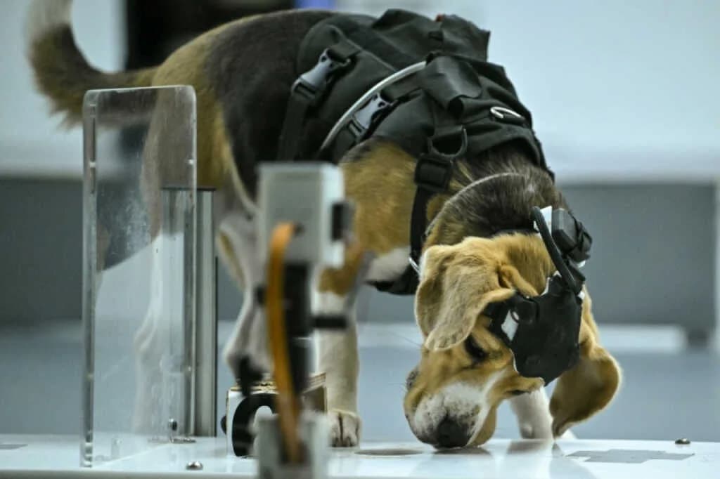 India Combines Dogs and AI Technology to Detect Cancer